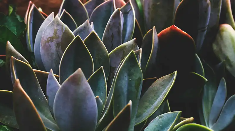 agave